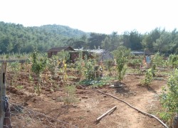 Mein Garten - foto: Regina F. Rau Germany